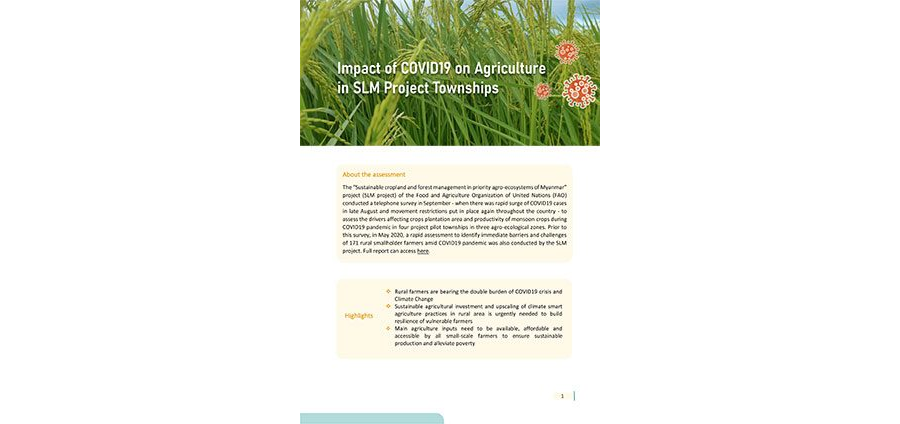 Impact of COVID 19 on agriculture in SLM Project townships (English)
